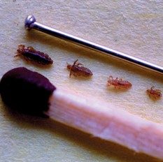 head lice closeup