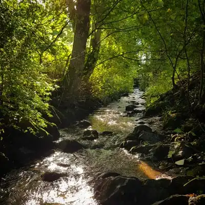 valley gardens beck view early autumn